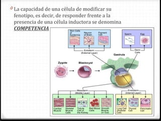 0 La capacidad de una célula de modificar su
 fenotipo, es decir, de responder frente a la
 presencia de una célula inductora se denomina
 COMPETENCIA
 