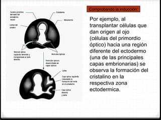 Comprobando la inducción:

Por ejemplo, al
transplantar células que
dan origen al ojo
(células del primordio
óptico) hacia una región
diferente del ectodermo
(una de las principales
capas embrionarias) se
observa la formación del
cristalino en la
respectiva zona
ectodermica.
 