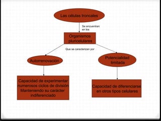 Las células troncales

                                       Se encuentran
                                       en los

                            Organismos
                            pluricelulares
                          Que se caracterizan por


                                                       Potencialidad
      Autorrenovación                                     limitada



Capacidad de experimentar
numerosos ciclos de división                   Capacidad de diferenciarse
 Manteniendo su carácter                         en otros tipos celulares
      indiferenciado
 