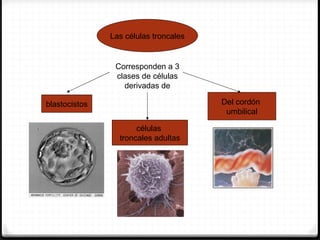 Las células troncales


                Corresponden a 3
                clases de células
                  derivadas de

blastocistos                           Del cordón
                                        umbilical

                      células
                 troncales adultas
 