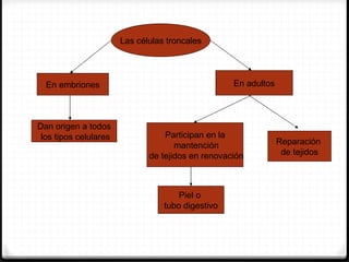 Las células troncales




  En embriones                                     En adultos



Dan origen a todos
 los tipos celulares              Participan en la
                                     mantención                 Reparación
                              de tejidos en renovación           de tejidos



                                      Piel o
                                  tubo digestivo
 