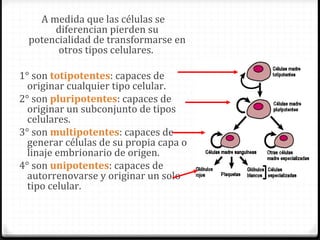 A medida que las células se
       diferencian pierden su
  potencialidad de transformarse en
        otros tipos celulares.

1° son totipotentes: capaces de
  originar cualquier tipo celular.
2° son pluripotentes: capaces de
  originar un subconjunto de tipos
  celulares.
3° son multipotentes: capaces de
  generar células de su propia capa o
  linaje embrionario de origen.
4° son unipotentes: capaces de
  autorrenovarse y originar un solo
  tipo celular.
 