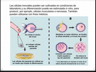 Las células troncales pueden ser cultivadas en condiciones de
laboratorio y su diferenciación puede ser estimulada in vitro, para
producir, por ejemplo, células musculares o nerviosas. También
pueden utilizarse con fines médicos.
 