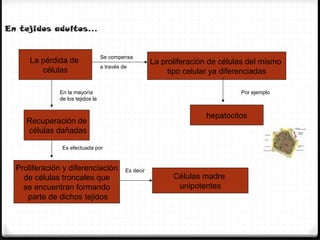 En tejidos adultos…


                                  Se compensa
      La pérdida de                                    La proliferación de células del mismo
                                  a través de
         células                                            tipo celular ya diferenciadas

              En la mayoría                                                     Por ejemplo
              de los tejidos la


                                                                      hepatocitos
     Recuperación de
     células dañadas

               Es efectuada por


  Proliferación y diferenciación            Es decir
    de células troncales que                                 Células madre
    se encuentran formando                                    unipotentes
     parte de dichos tejidos
 