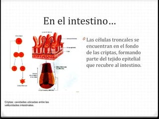 En el intestino…
                                        0 Las células troncales se
                                         encuentran en el fondo
                                         de las criptas, formando
                                         parte del tejido epitelial
                                         que recubre al intestino.




Criptas: cavidades ubicadas entre las
vellocidades intestinales.
 