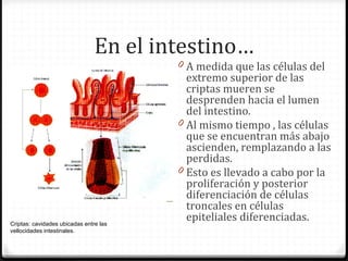 En el intestino…
                                        0 A medida que las células del
                                          extremo superior de las
                                          criptas mueren se
                                          desprenden hacia el lumen
                                          del intestino.
                                        0 Al mismo tiempo , las células
                                          que se encuentran más abajo
                                          ascienden, remplazando a las
                                          perdidas.
                                        0 Esto es llevado a cabo por la
                                          proliferación y posterior
                                          diferenciación de células
                                          troncales en células
Criptas: cavidades ubicadas entre las
                                          epiteliales diferenciadas.
vellocidades intestinales.
 