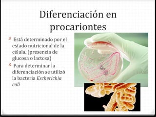Diferenciación en
                procariontes
0 Está determinado por el
  estado nutricional de la
  célula. (presencia de
  glucosa o lactosa)
0 Para determinar la
  diferenciación se utilizó
  la bacteria Escherichia
  coli
 