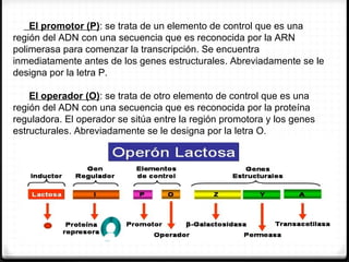 El promotor (P): se trata de un elemento de control que es una
región del ADN con una secuencia que es reconocida por la ARN
polimerasa para comenzar la transcripción. Se encuentra
inmediatamente antes de los genes estructurales. Abreviadamente se le
designa por la letra P.

    El operador (O): se trata de otro elemento de control que es una
región del ADN con una secuencia que es reconocida por la proteína
reguladora. El operador se sitúa entre la región promotora y los genes
estructurales. Abreviadamente se le designa por la letra O.
  *
 