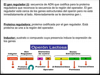 El gen regulador (i): secuencia de ADN que codifica para la proteína
reguladora que reconoce la secuencia de la región del operador. El gen
regulador está cerca de los genes estructurales del operón pero no está
inmediatamente al lado. Abreviadamente se le denomina gen i.


Proteína reguladora: proteína codificada por el gen regulador. Está
proteína se une a la región del operador.


Inductor: sustrato o compuesto cuya presencia induce la expresión de
los genes
 