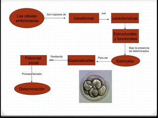 Son capaces de                       sus
Las células
                                         transformar              características
embrionarias


                                                                  Estructurales
                                                                  y funcionales

                                                                           Bajo la presencia
                                                                           de determinados

                       Perdiendo
     Potencial         su
                                                       Para ser
                                      Especializadas                Estímulos
       inicial

   Proceso llamado




 Determinación
 