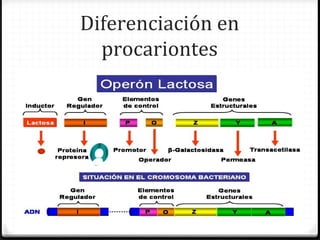Diferenciación en
  procariontes
 