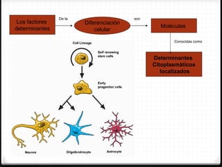 De la                    son
 Los factores           Diferenciación
determinantes                                    Moléculas
                            celular

                                                      Conocidas como



                                               Determinantes
                                               Citoplasmáticos
                                                  localizados
 