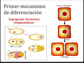 Primer mecanismo
de diferenciación
 Segregación de factores
     citoplasmáticos
 