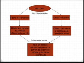 Inducción

                         Hay 2 tipo de células

Célula respondedora                              Célula inductora



 Célula que cambia                               Célula que causa
     su fenotipo                                  el cambio para
influenciada por otra                             modificar a otra


                        Su interacción permite

                           Que las células
                        vecinas adquieran un
                         patrón de desarrollo
                          similar y de forma
                              coordinada
 