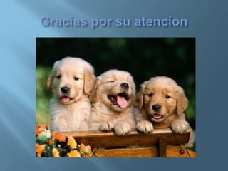 Modelos De La ComunicacióN En Internet