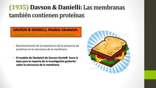 (1935) Davson & Danielli: Las membranas
también contienen proteínas
DAVSON & DANIELLI, Modelo Sándwich:
(Bicapa lipídica con láminas proteicas)
• Reconocimiento de la importancia de la presencia de
proteínas en la estructura de la membrana.
• El modelo de Sándwich de Davson-Danielli fuera la
base para la mayoría de la investigación posterior
sobre la estructura de la membrana

 