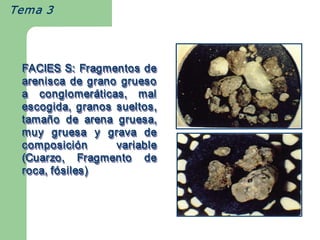 Tema 3  




  FACIES S: Fragmentos de 
  arenisca  de  grano  grueso 
  a  conglomer áticas,  mal 
     conglomer     á 
     conglomeráticas, 
  escogida,  granos  sueltos, 
  tamañ o  de  arena  gruesa, 
  tama ñ 
  tamaño 
  muy  gruesa  y  grava  de 
  composici ó n 
  composici 
  composición  ó      variable 
  (Cuarzo,  Fragmento  de 
  roca, f ó siles)
  roca, f  siles) 
          ó 
  roca, fósiles) 
 
