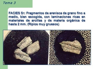 Tema 3


  FACIES S1: Fragmentos de arenisca de grano fino a 
  FACIES S  1 
  medio,  bien  escogida,  con  laminaciones  ricas  en 
  materiales  de  arcillas  y  de  materia  org ánica  de 
                                            org á 
                                            orgánica 
  hasta 2 mm. (Ripios muy gruesos) 
 