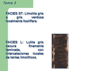 Tema 3


 FACIES ST:  Limolita  gris 
 FACIES ST: Limolita gris 
 a     gris         verdosa 
 localmente fosil ífera. 
 localmente fosil í 
 localmente fosilífera. 




 FACIES  L:  Lutita  gris 
 oscura           finamente 
 laminada,                 con 
 intercalaciones  locales 
 de lentes limol íticos . 
           limol ticos 
                 í 
 de lentes limolíticos. 
 