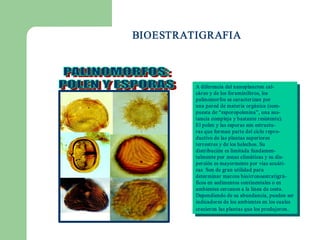BIOESTRATIGRAFIA



         A diferencia del nanoplancton cal­ 
           A diferencia del nanoplancton cal­ 
         cáreo y de los for aminíferos, los 
           cáreo y de los for aminíferos, los 
         palinomor fos se caracter izan por    
           palinomor fos se caracter izan por
         una pared de materia orgánica (com­ 
           una pared de materia orgánica (com­ 
         puesta de “esporopolenina”, una sus­ 
           puesta de “esporopolenina”, una sus­ 
         tancia compleja y bastante resistente). 
           tancia compleja y bastante resistente). 
         El polen y las esporas son estructu­ 
           El polen y las esporas son estructu­ 
         ras que for man parte del ciclo repro­ 
           ras que for man parte del ciclo repro­ 
         ductivo de las plantas superior es 
           ductivo de las plantas superior es 
         ter r estres y de los helechos. Su 
           ter r estres y de los helechos. Su 
         distribución es limitada fundamen­ 
           distribución es limitada fundamen­ 
         talmente por zonas climáticas y su dis­ 
           talmente por zonas climáticas y su dis­ 
         per sión es mayor mente por vias acuáti­ 
           per sión es mayor mente por vias acuáti­ 
         cas  Son de gran utilidad para 
           cas  Son de gran utilidad para 
         deter minar mar cos bio/cronoestratigrá­ 
           deter minar mar cos bio/cronoestratigrá­ 
         ficos en sedimentos continentales o en 
           ficos en sedimentos continentales o en 
         ambientes cer canos a la linea de costa. 
           ambientes cer canos a la linea de costa. 
         Dependiendo de su abundancia, pueden ser    
           Dependiendo de su abundancia, pueden ser
         indicadores de los ambientes en los cuales 
           indicadores de los ambientes en los cuales 
         crecieron las plantas que los produjeron . . 
           crecieron las plantas que los produjeron
 