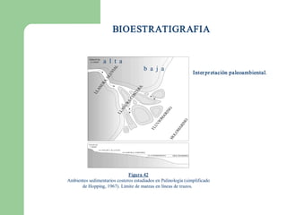 BIOESTRATIGRAFIA


                  a  l  t  a 
                                      b  a  j  a 
                                                               Inter pr etación paleoambiental. 




                              Figura 42 
Ambientes sedimentarios costeros estudiados en Palinología (simplificado 
      de Hopping, 1967). Límite de mareas en líneas de trazos. 
 