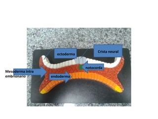 ectoderma

Mesoderma intra
embrionario

Crista neural

notocorda
endoderma

 