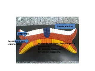 Fosseta primitiva
ectoderma

Mesoderma intra
embrionario

Celulas do hipoblasto dando origem a
ectoderma...
Em amarelo :hipoblasto
Em laranja: ectoderma

 