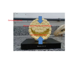 Concepto:blastula
Massa celulas interna: embrioblasto

Cavidade: blastocele

 