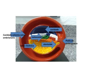 Aminion ou
cavidade
ammniotica

Cavidade celomia extra
embrionaria

notocorda

Saco vitelinico

alantoide

Pediculo
embrionario

 