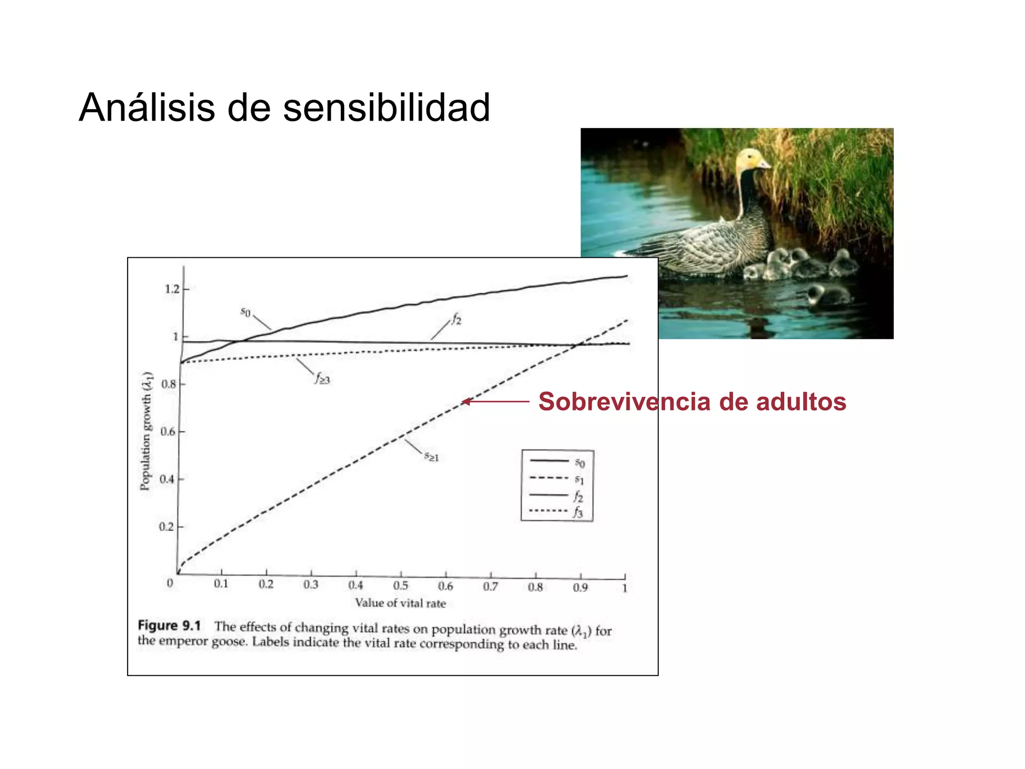 Análisis de sensibilidad
Sobrevivencia de adultos
 