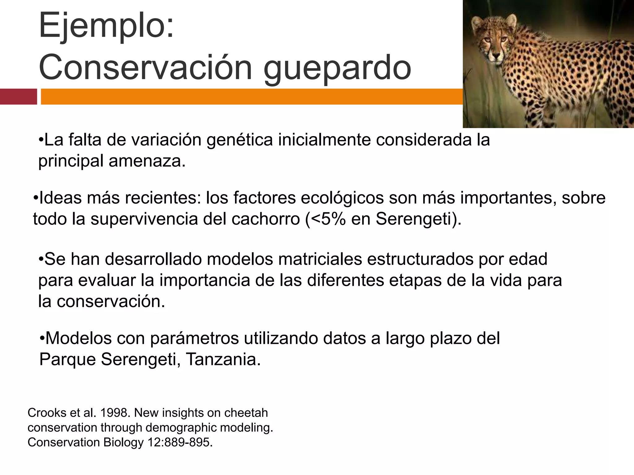 Crooks et al. 1998. New insights on cheetah
conservation through demographic modeling.
Conservation Biology 12:889-895.
•La falta de variación genética inicialmente considerada la
principal amenaza.
•Ideas más recientes: los factores ecológicos son más importantes, sobre
todo la supervivencia del cachorro (<5% en Serengeti).
•Se han desarrollado modelos matriciales estructurados por edad
para evaluar la importancia de las diferentes etapas de la vida para
la conservación.
•Modelos con parámetros utilizando datos a largo plazo del
Parque Serengeti, Tanzania.
Ejemplo:
Conservación guepardo
 