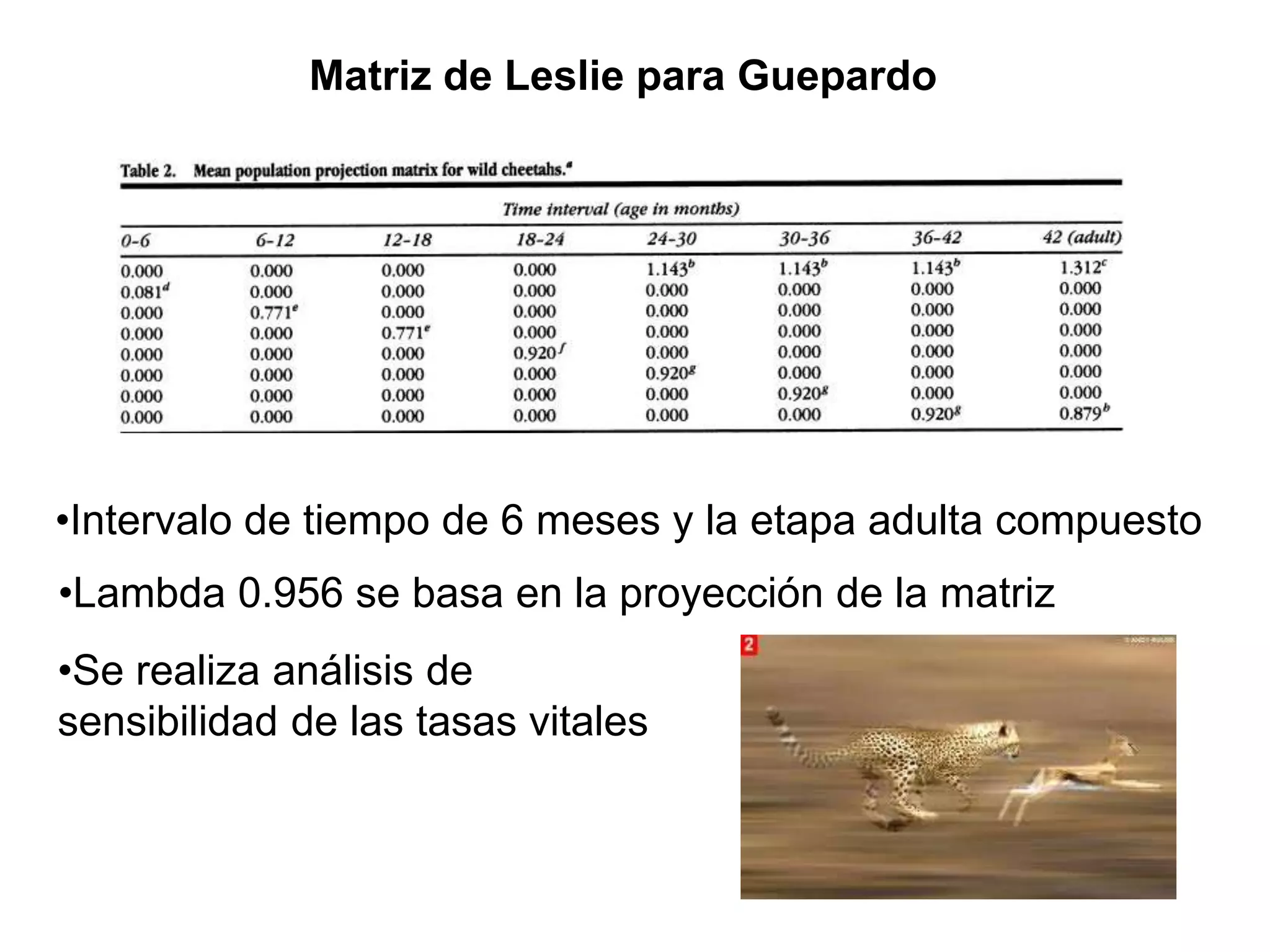Matriz de Leslie para Guepardo
•Intervalo de tiempo de 6 meses y la etapa adulta compuesto
•Lambda 0.956 se basa en la proyección de la matriz
•Se realiza análisis de
sensibilidad de las tasas vitales
 