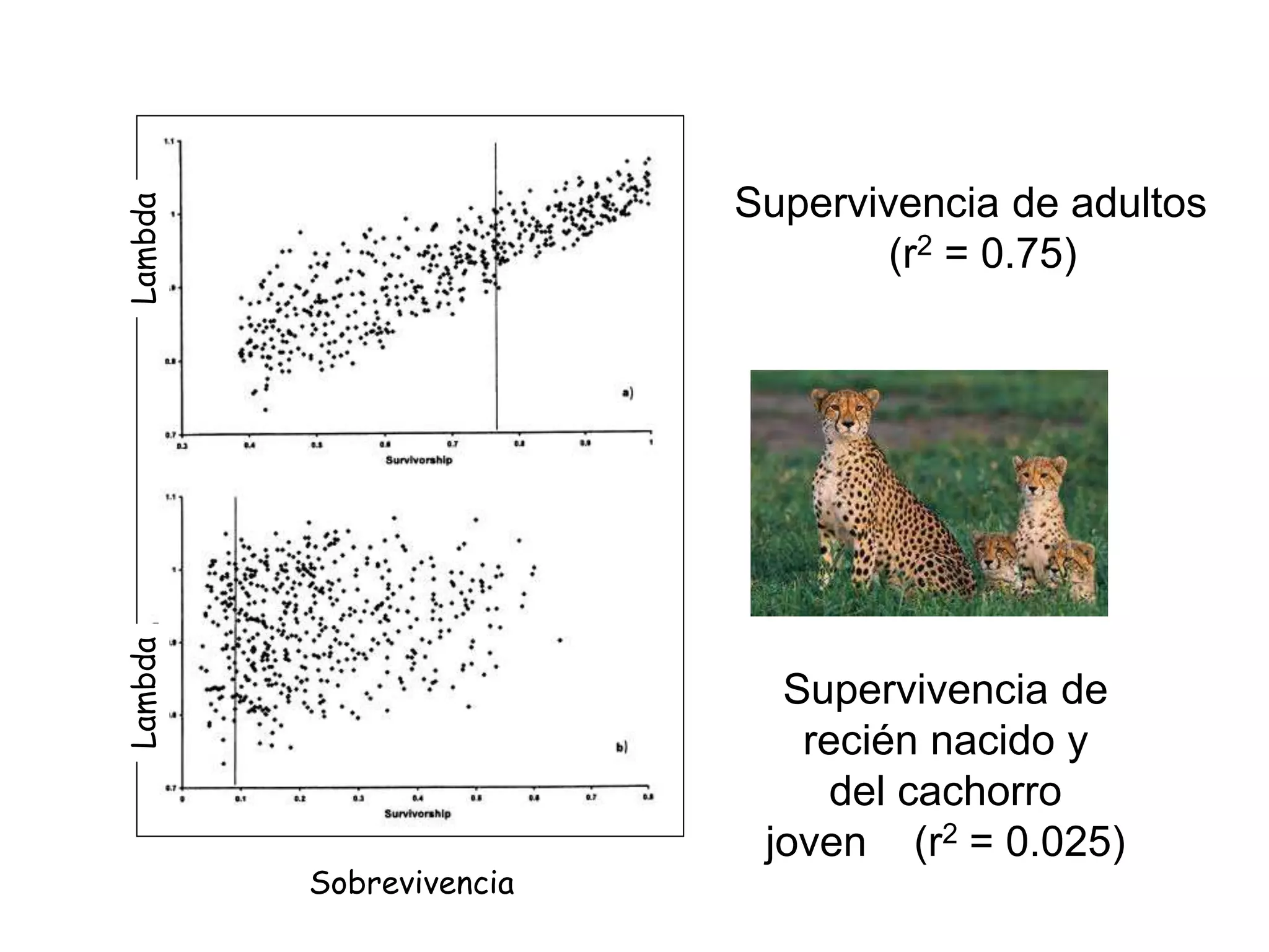 Supervivencia de adultos
(r2 = 0.75)
Supervivencia de
recién nacido y
del cachorro
joven (r2 = 0.025)
LambdaLambda
Sobrevivencia
 