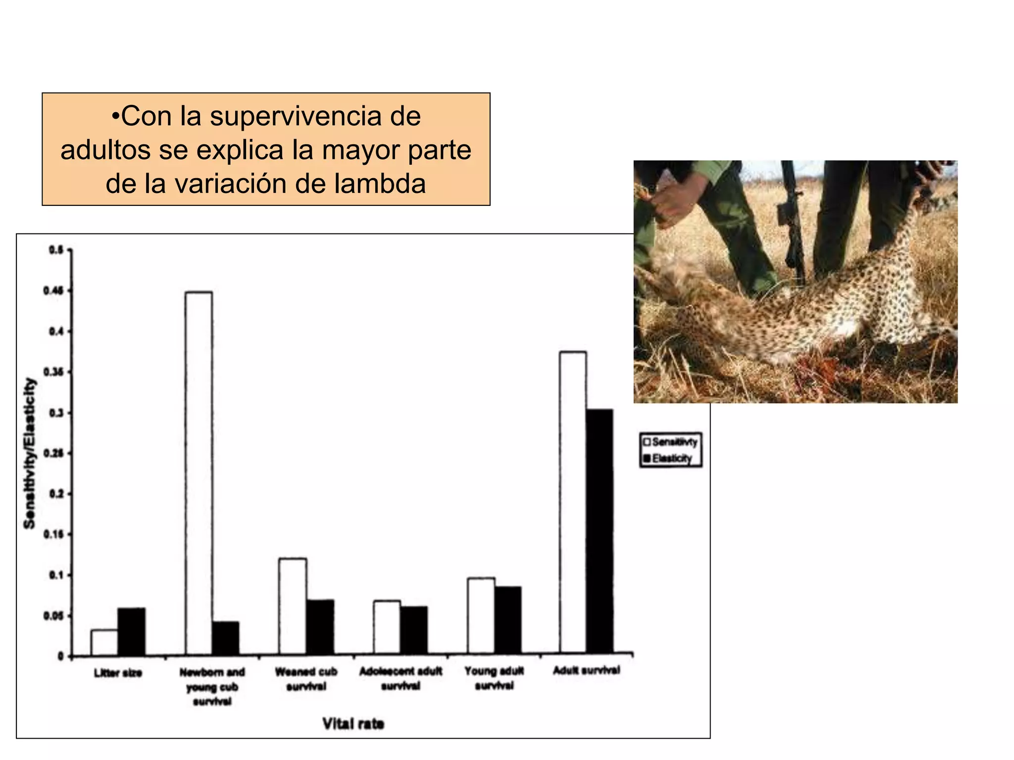 •Con la supervivencia de
adultos se explica la mayor parte
de la variación de lambda
 