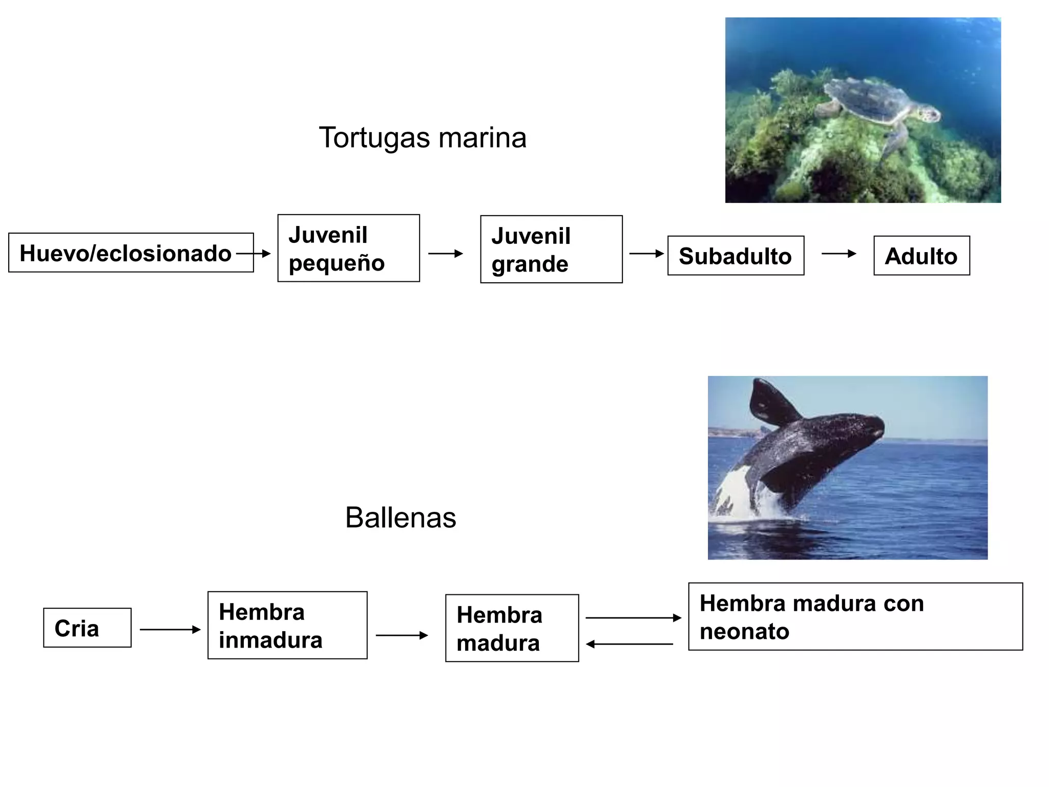 Huevo/eclosionado
Juvenil
pequeño
Juvenil
grande Subadulto Adulto
Tortugas marina
Ballenas
Cria
Hembra
inmadura
Hembra
madura
Hembra madura con
neonato
 