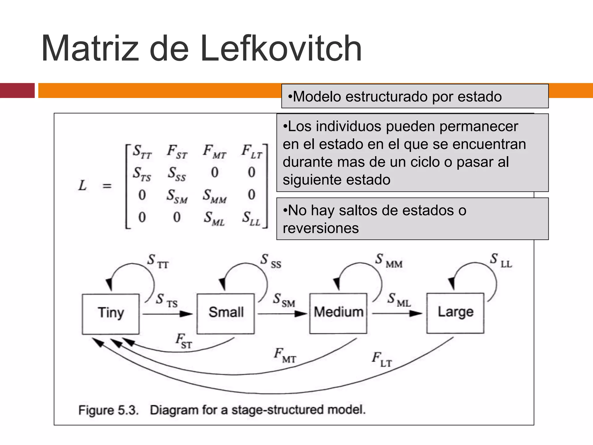 •Modelo estructurado por estado
•Los individuos pueden permanecer
en el estado en el que se encuentran
durante mas de un ciclo o pasar al
siguiente estado
•No hay saltos de estados o
reversiones
Matriz de Lefkovitch
 