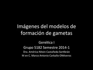 Imágenes	
  del	
  modelos	
  de	
  
formación	
  de	
  gametas	
  
Gené5ca	
  I	
  
Grupo	
  5182	
  Semestre	
  2014-­‐1	
  
Dra.	
  América	
  Nitxin	
  Castañeda	
  Sor5brán	
  
M	
  en	
  C.	
  Marco	
  Antonio	
  Carballo	
  ON5veros	
  
 