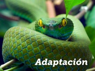 Adaptación
 