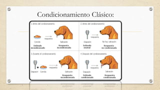 Condicionamiento Clásico:
 