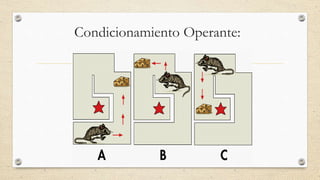 Condicionamiento Operante:
 
