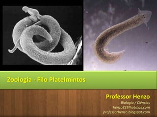 Professor Henzo
Biologia / Ciências
henzo82@hotmail.com
professorhenzo.blogspot.com
Zoologia - Filo Platelmintos
 