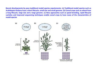 Model plants in plant development biology | PPTX