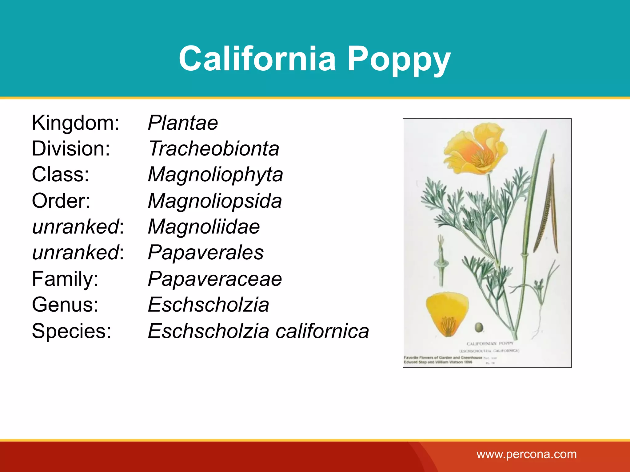 California Poppy
Kingdom:    Plantae
Division:   Tracheobionta
Class:      Magnoliophyta
Order:      Magnoliopsida
unranked:   Magnoliidae
unranked:   Papaverales
Family:     Papaveraceae
Genus:      Eschscholzia
Species:    Eschscholzia californica




                                       www.percona.com
 