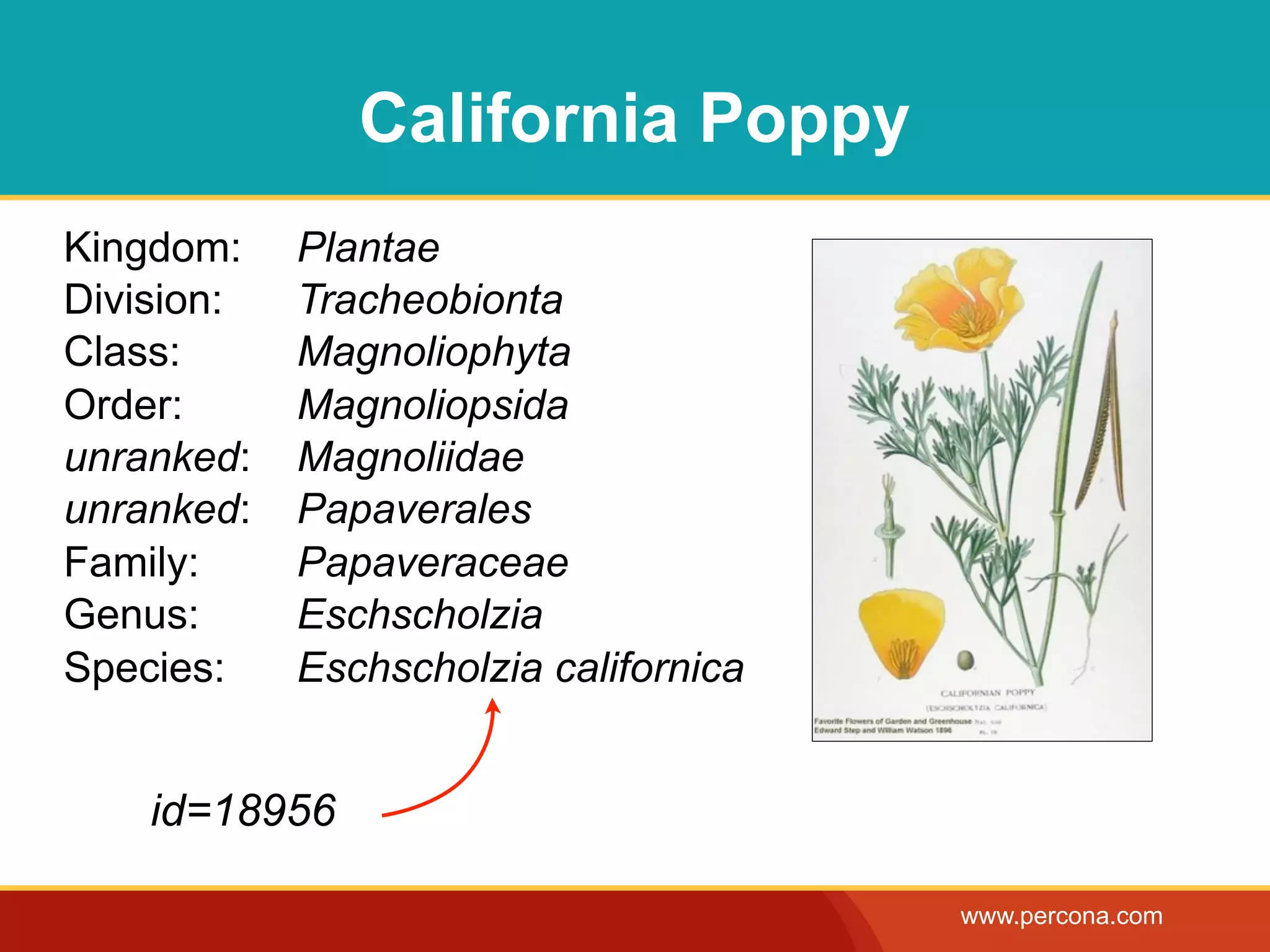 California Poppy
Kingdom:    Plantae
Division:   Tracheobionta
Class:      Magnoliophyta
Order:      Magnoliopsida
unranked:   Magnoliidae
unranked:   Papaverales
Family:     Papaveraceae
Genus:      Eschscholzia
Species:    Eschscholzia californica


    id=18956

                                       www.percona.com
 