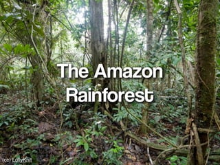 The Amazon
                  Rainforest

(cc) LollyKnit
 