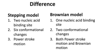 Models of mechanism of dna helicase action | PPTX