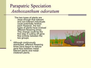 Parapatric Speciation   Anthoxanthum odoratum The two types of plants are close enough that tolerant and non-tolerant individuals could potentially fertilize each However, the two types of plants have evolved different flowering times. This change could be the first step in cutting off gene flow entirely between the two groups.  Although continuously distributed, different flowering times have begun to reduce gene flow between metal-tolerant plants and metal-intolerant plants. 