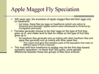 Apple Maggot Fly Speciation 200 years ago, the ancestors of apple maggot flies laid their eggs only on hawthorns but today, these flies lay eggs on hawthorns (which are native to America) and domestic apples (which were introduced to America by immigrants and bred).  Females generally choose to lay their eggs on the type of fruit they grew up in, and males tend to look for mates on the type of fruit they grew up in.  So hawthorn flies generally end up mating with other hawthorn flies and apple flies generally end up mating with other apple flies.  This means that gene flow between parts of the population that mate on different types of fruit is reduced.  This host shift from hawthorns to apples may be the first step toward sympatric speciation—in fewer than 200 years, some genetic differences between these two groups of flies have evolved. 
