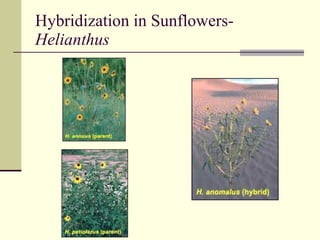 Hybridization in Sunflowers-  Helianthus 