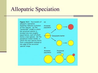 Allopatric Speciation 